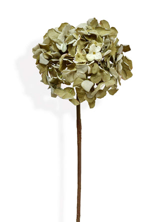 Artificial dried green hydrangea flower stem on a white background