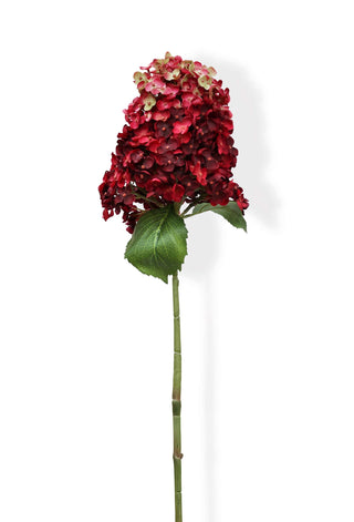 Single stem of red hydrangea with green leaves on a white background