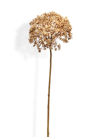 Dried plant stem with round brown flower heads on a white background