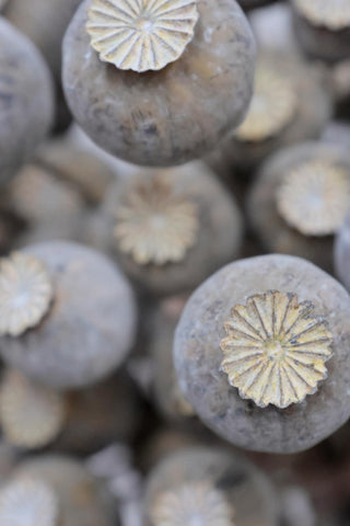 Faux Dried Poppy Spray