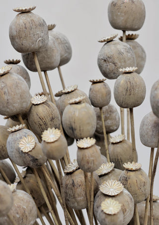 Faux Dried Poppy Spray