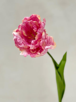 Faux Pink Parrot Tulip