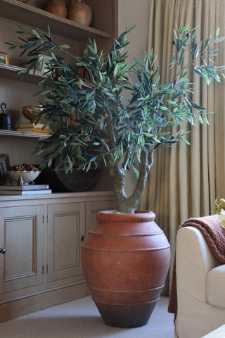 Potted plant in a terracotta pot on a living room floor with a beige sofa and shelves in the background.