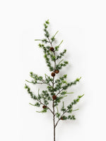 Larix Branch