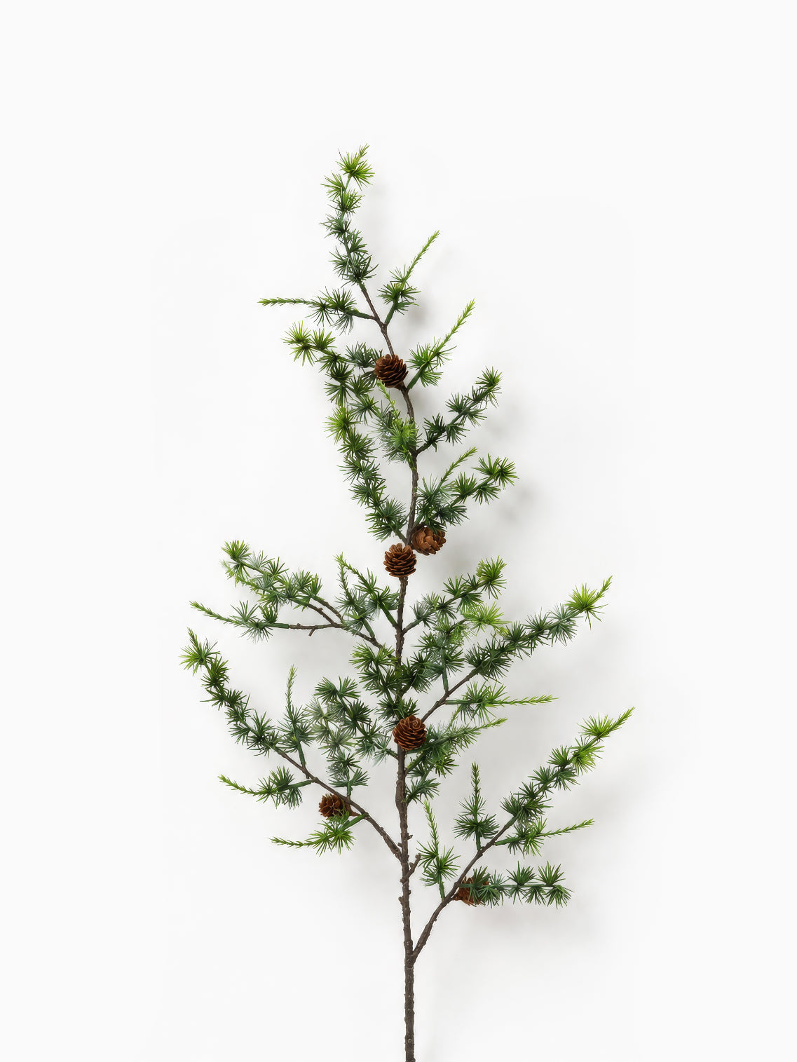 Larix Branch