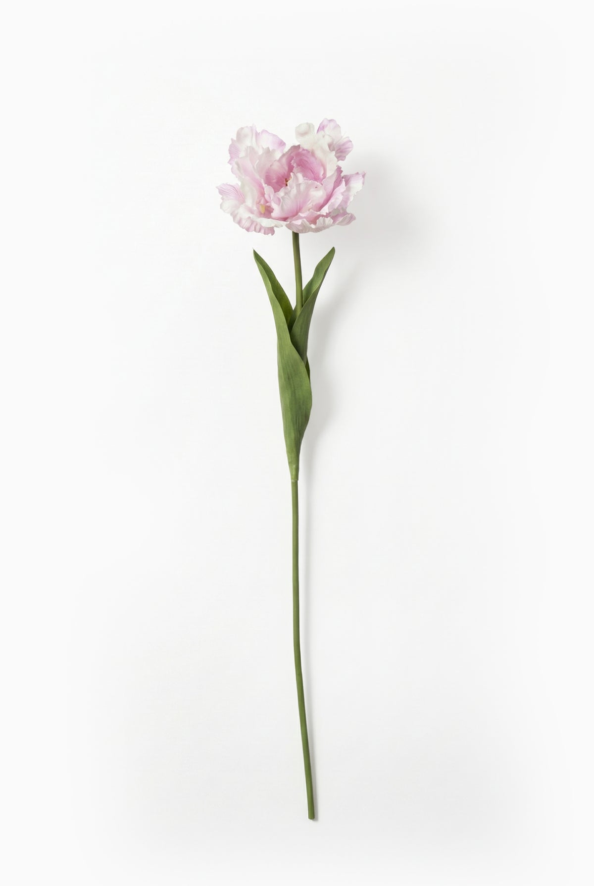 Single lilac tulip on a white background