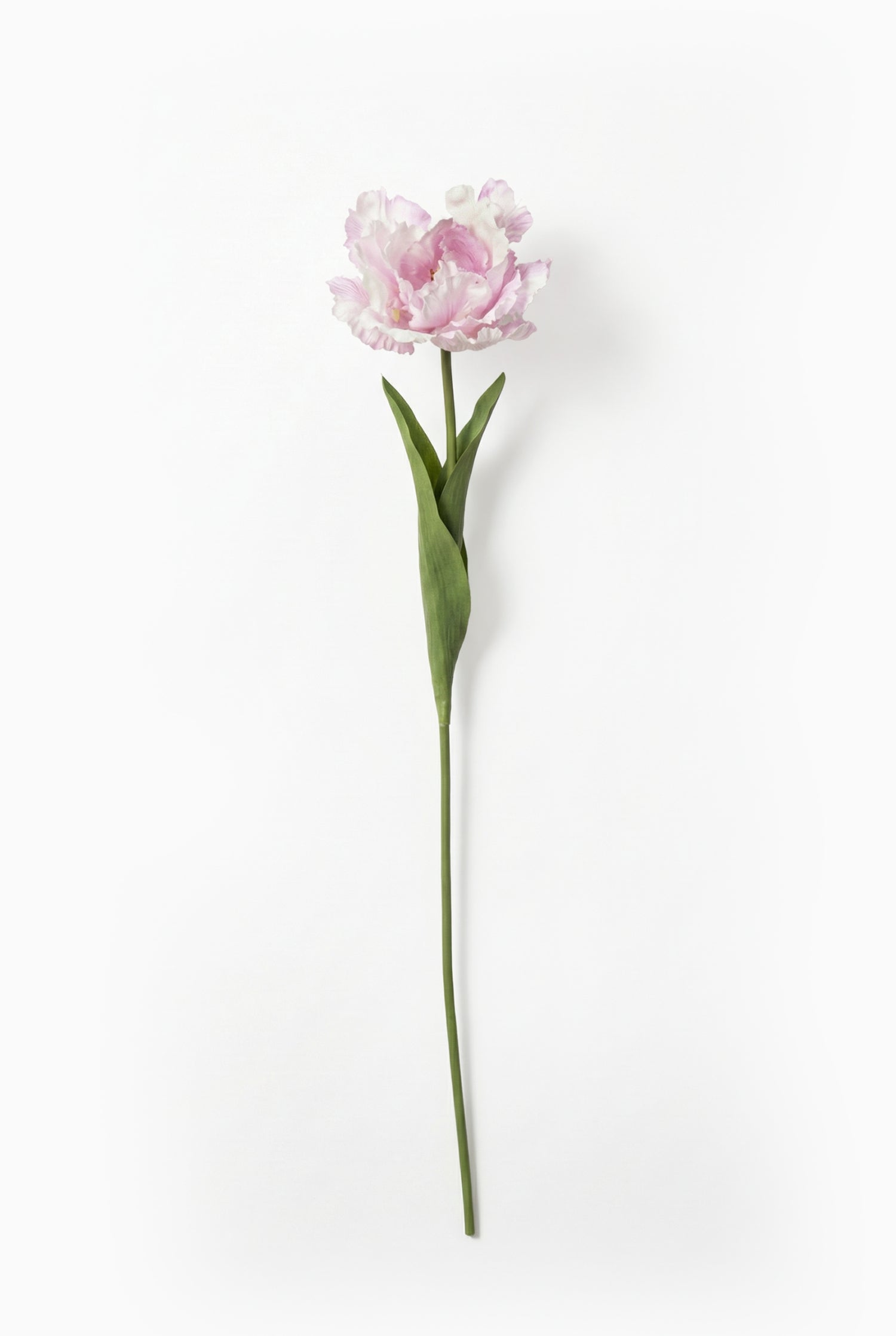Single lilac tulip on a white background