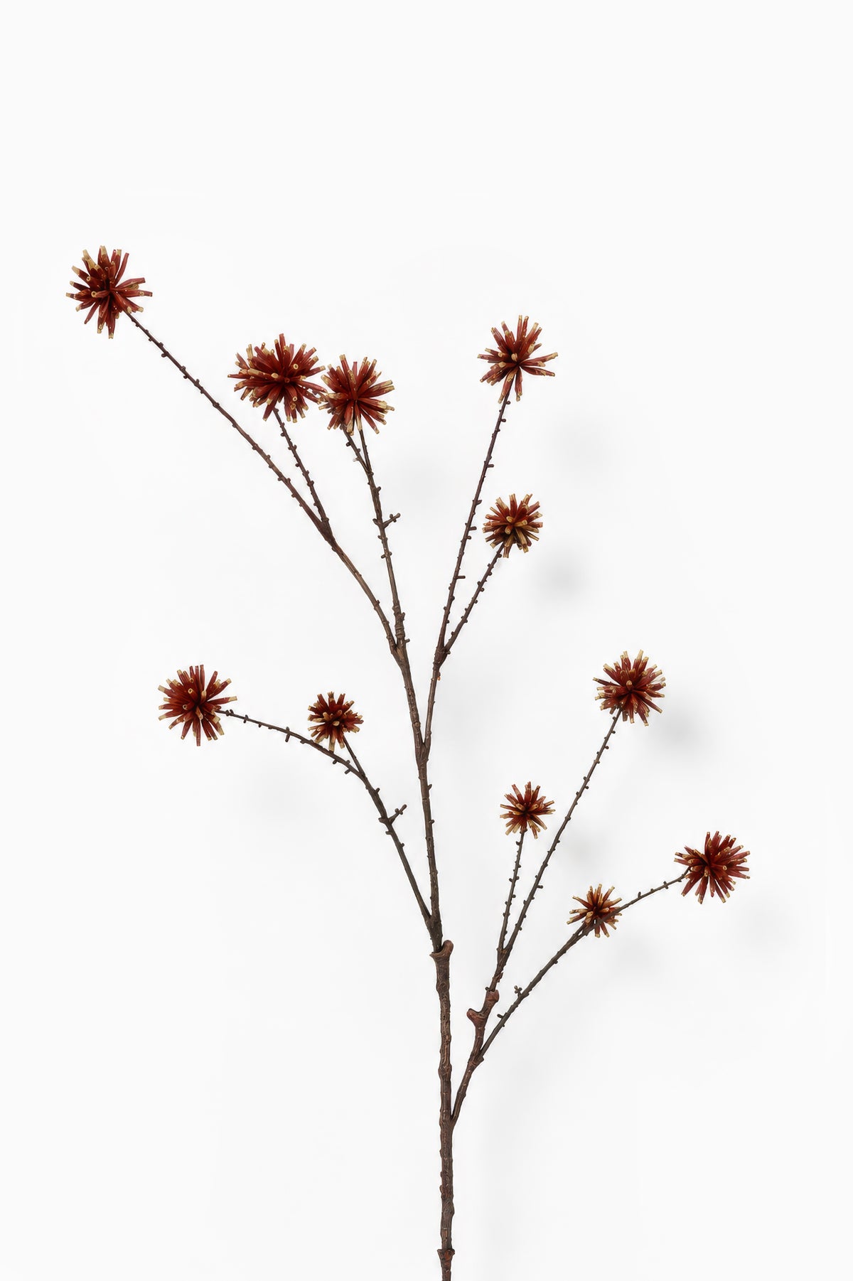 Maroon Echinops