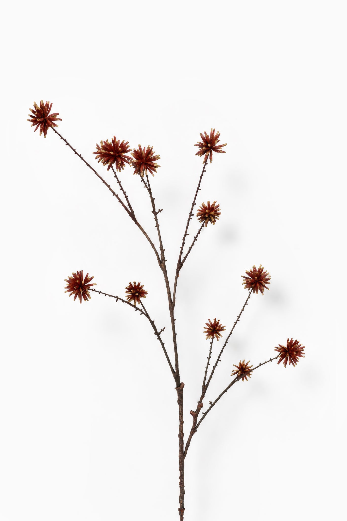 Maroon Echinops