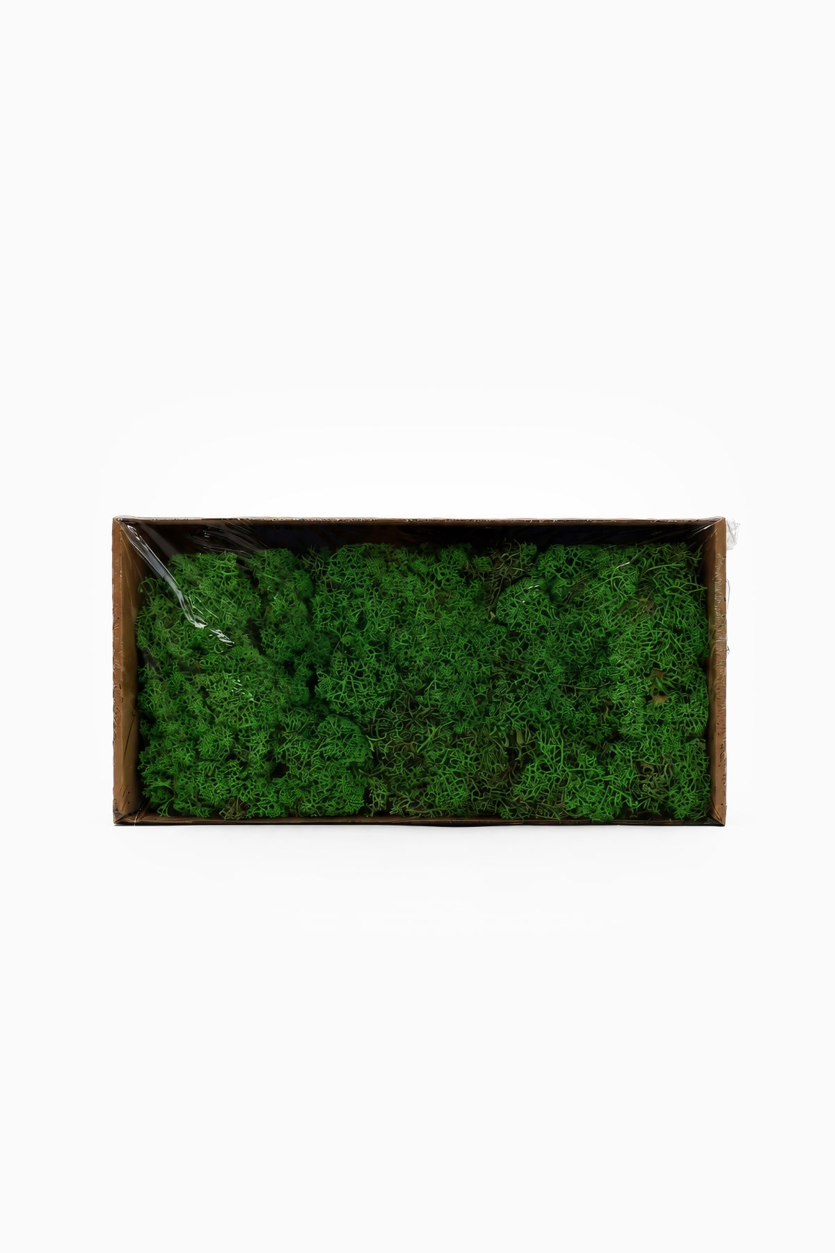 Preserved Reindeer Moss