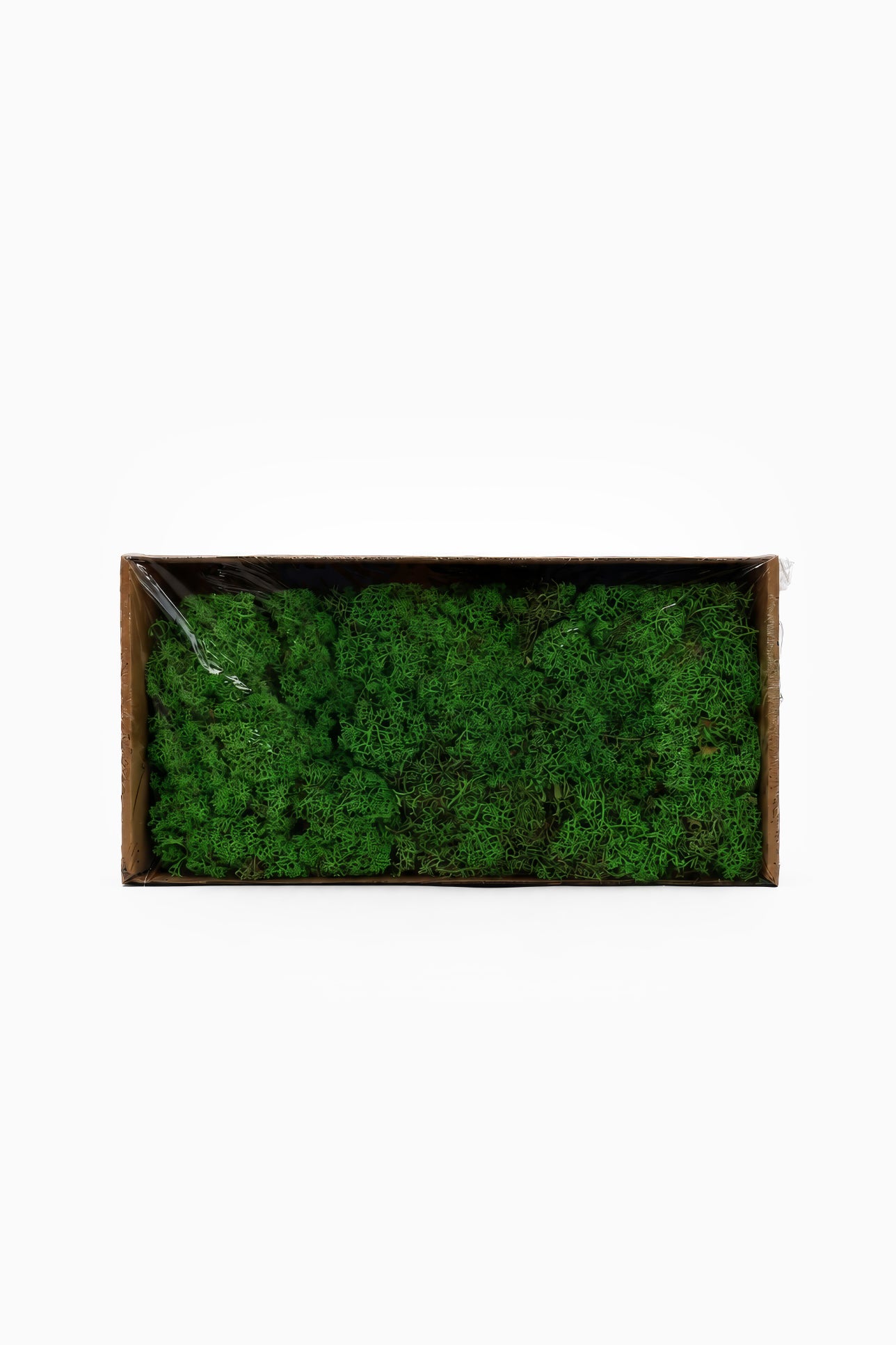 Preserved Reindeer Moss