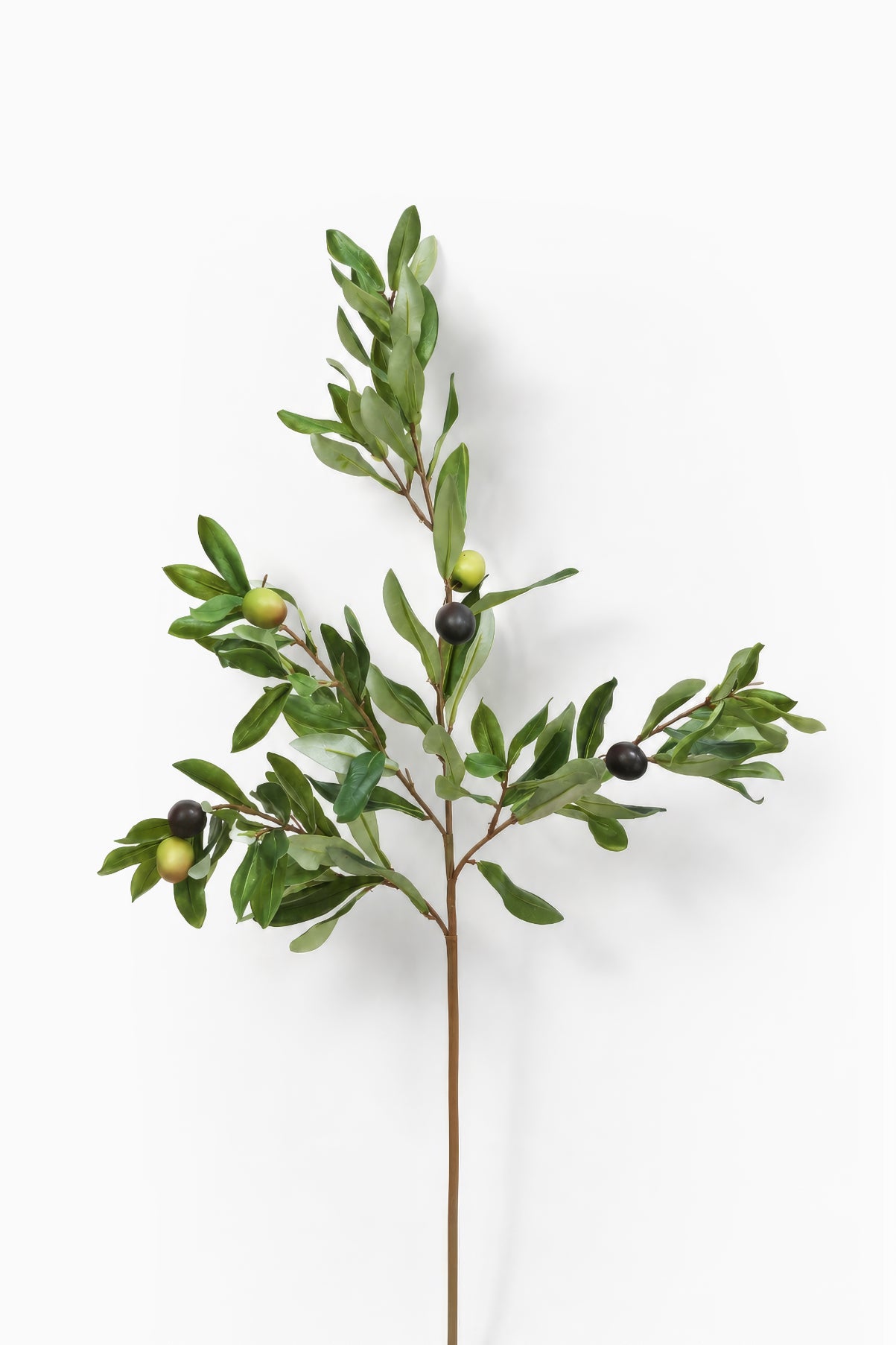 Olive Branch