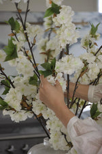 Pear blossom clos up with hands arranging it 