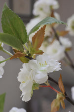 Pear blossom