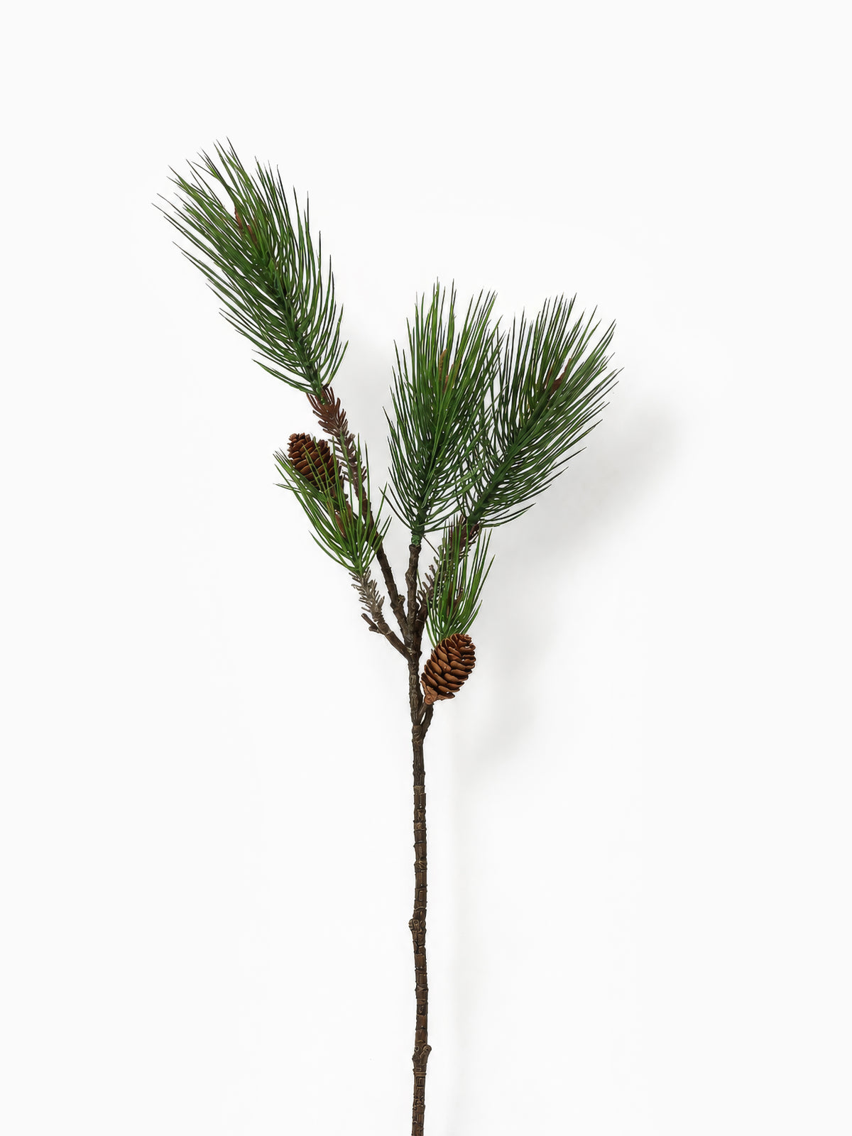 Pine Branch