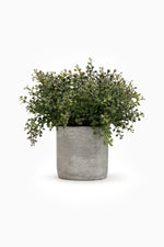 Potted Eucalyptus Bush