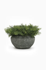 Potted Spanish Moss