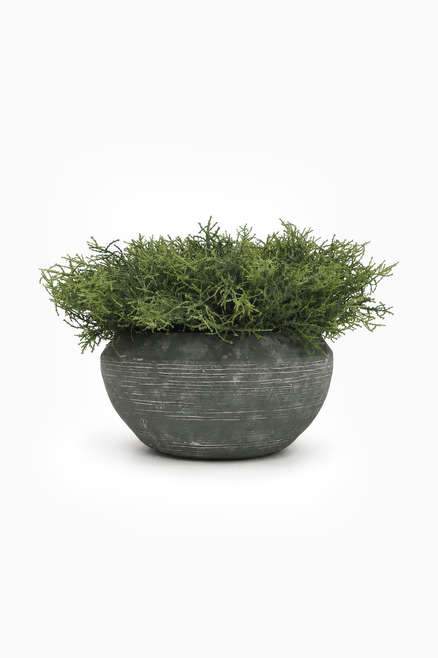 Potted Spanish Moss