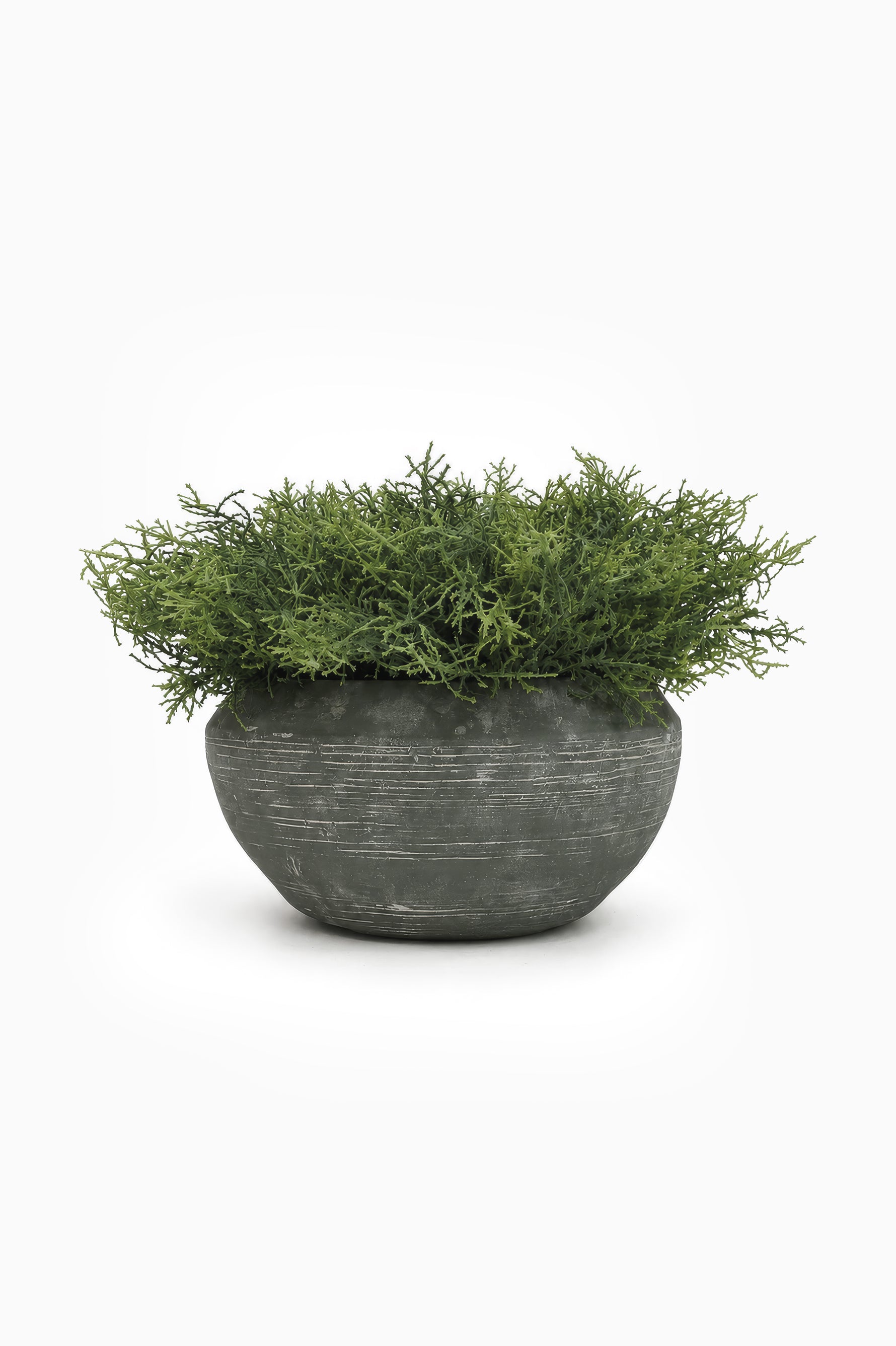 Potted Spanish Moss