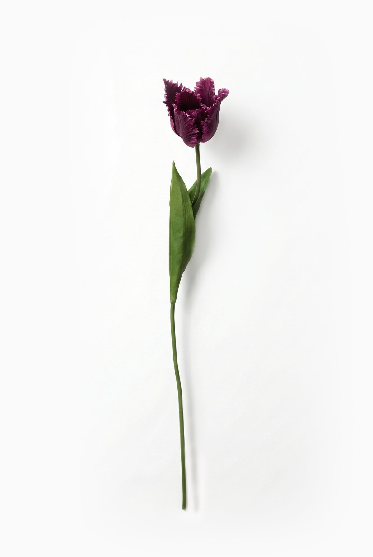 Single purple tulip on a white background