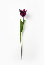 Single purple tulip on a white background