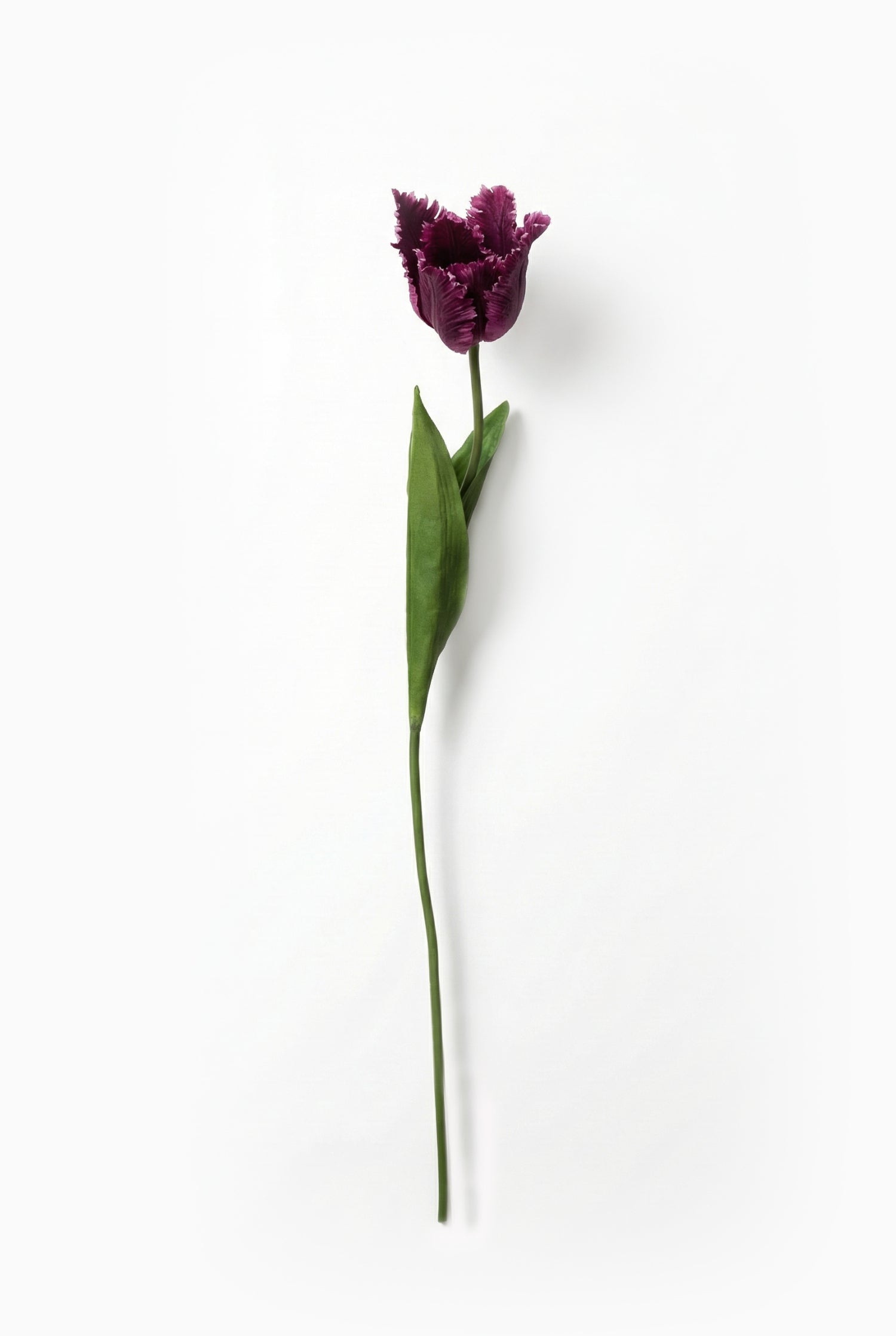 Single purple tulip on a white background
