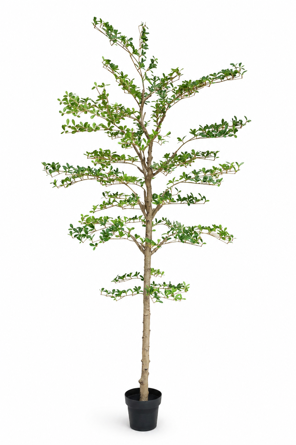 Potted artificial blac olive tree with green leaves on a white background