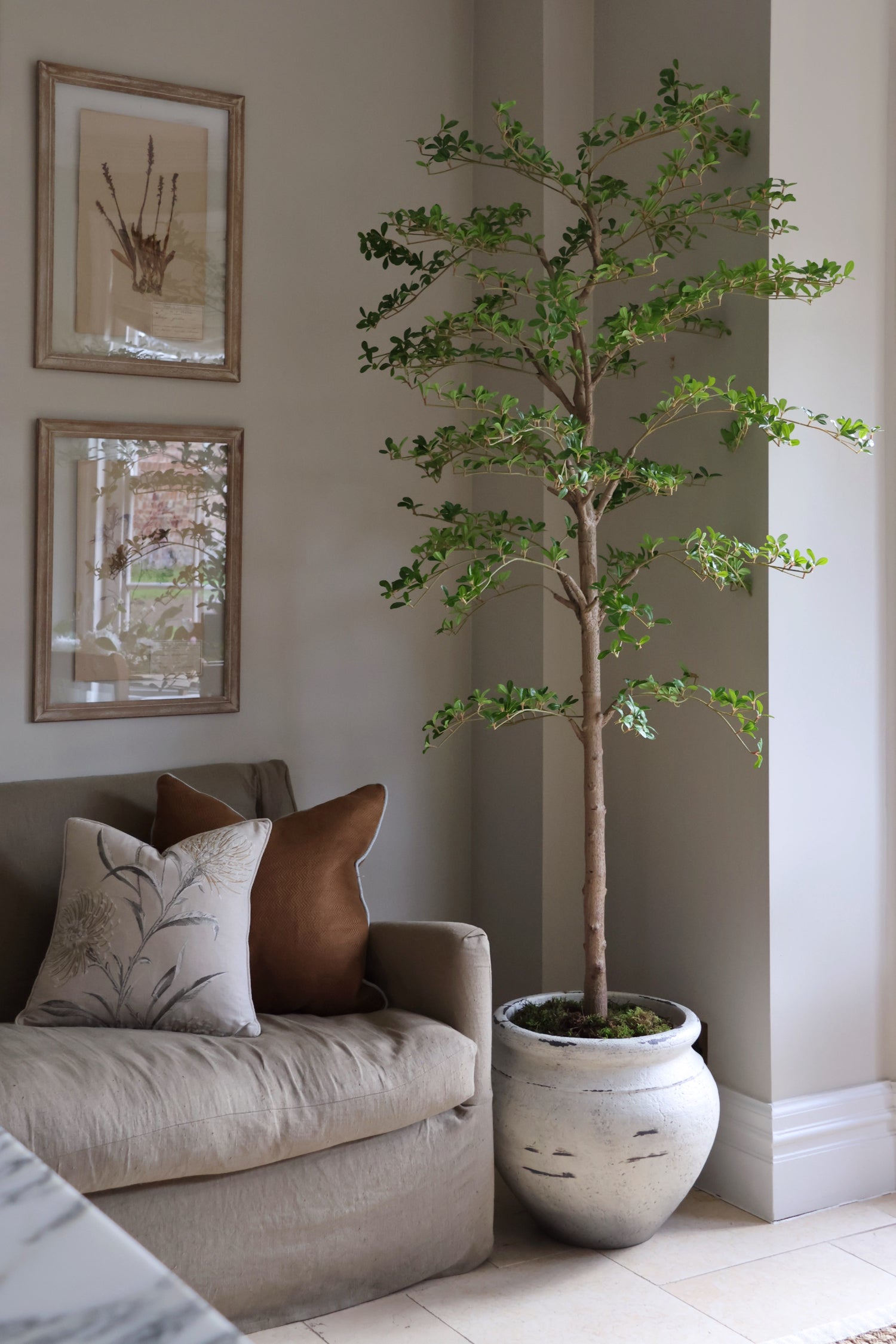 Living room with a beige sofa, decorative cushions, and a luxury artificial black olive tree in barrow stone effect planter