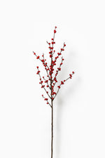 Red Ilex Berry Branch