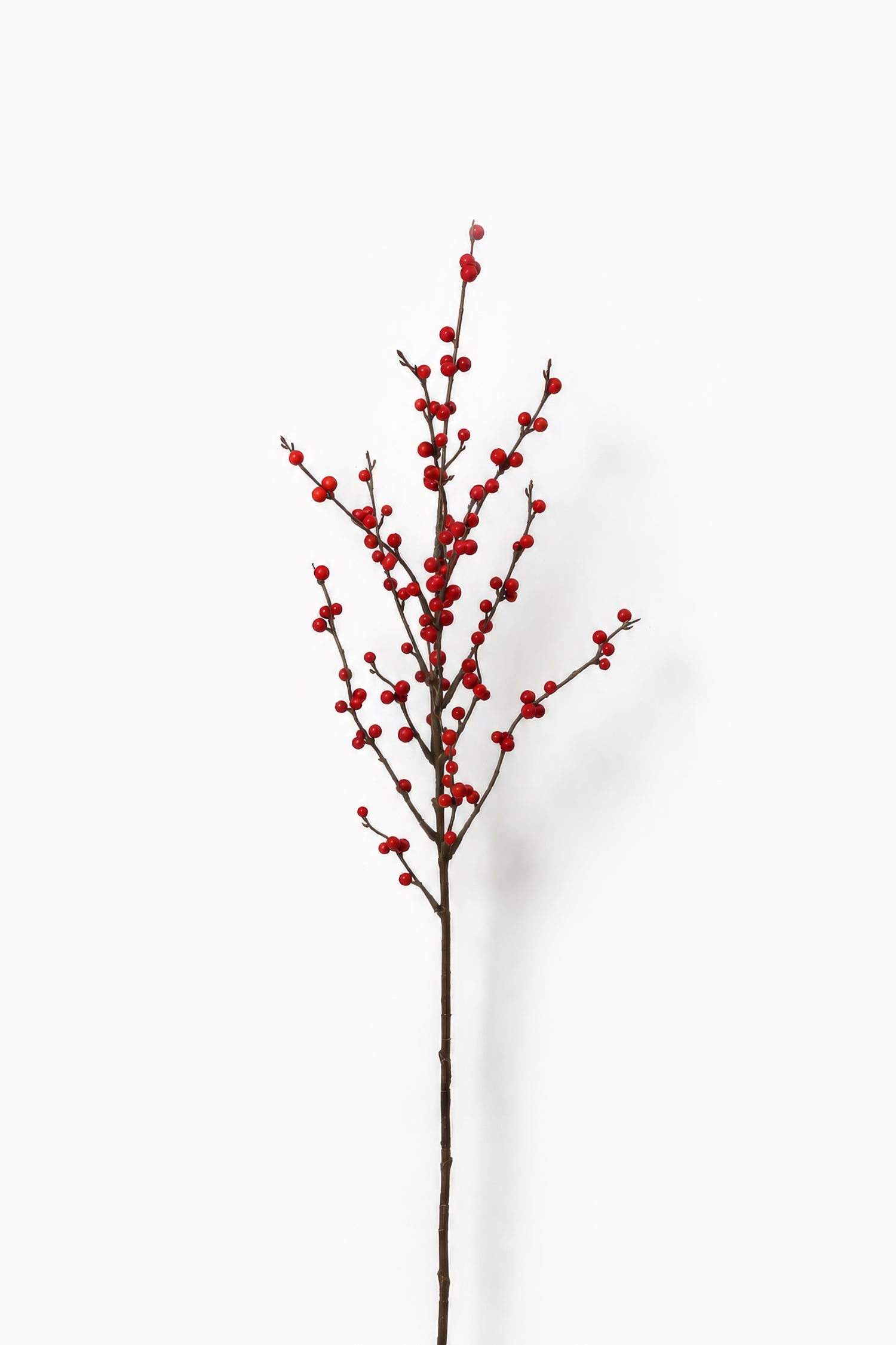 Red Ilex Berry Branch