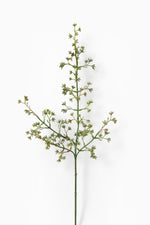 Seeded Eucalyptus