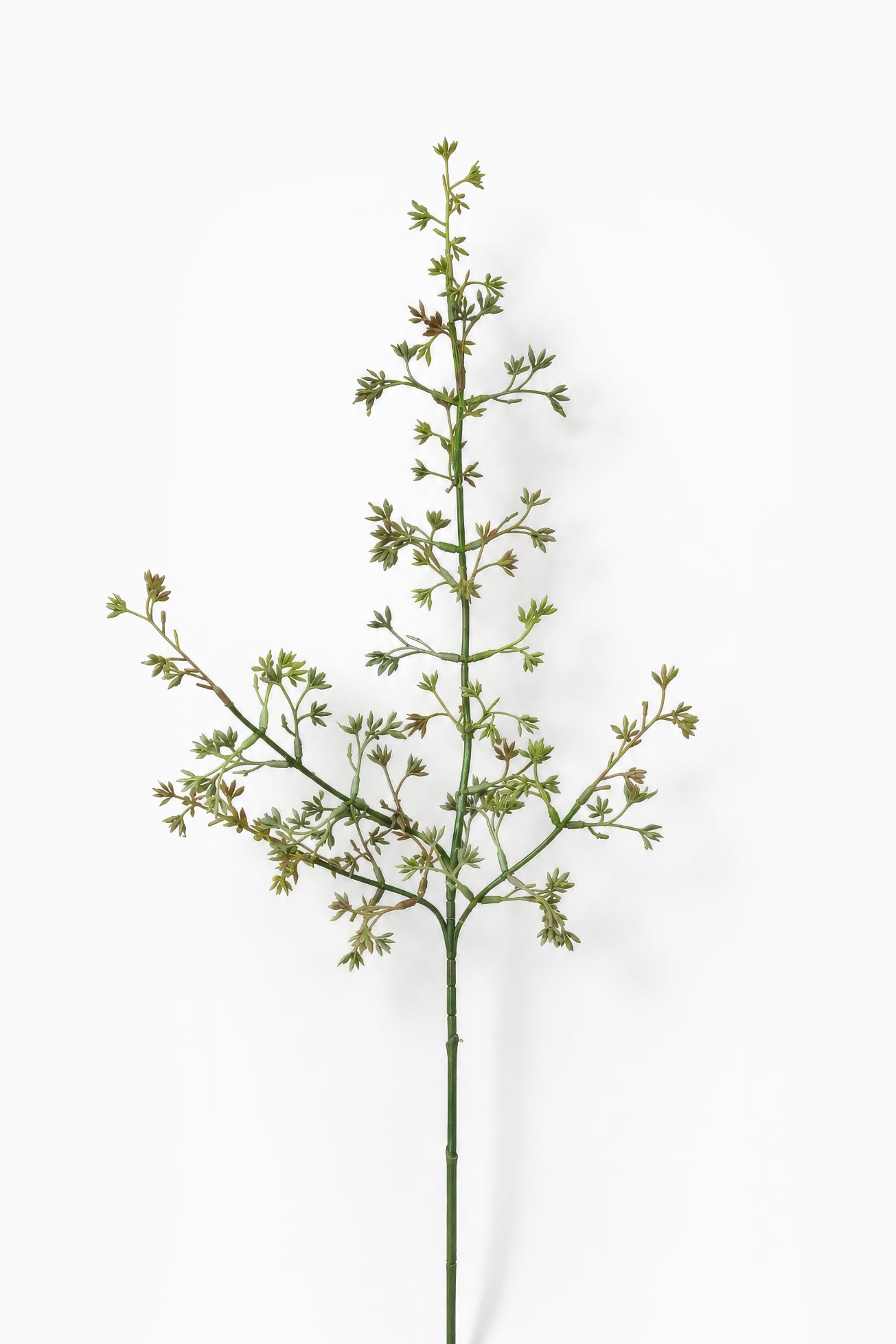 Seeded Eucalyptus