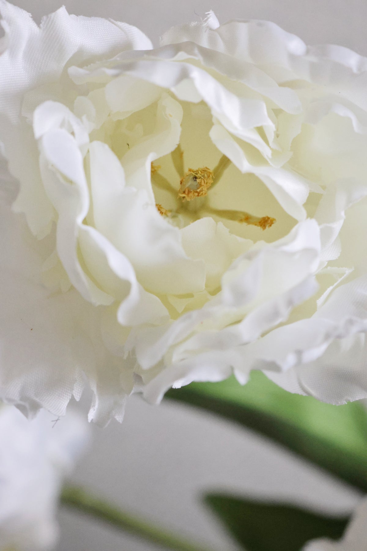 Close-up of a white tulip flower with a spider on a blurred background