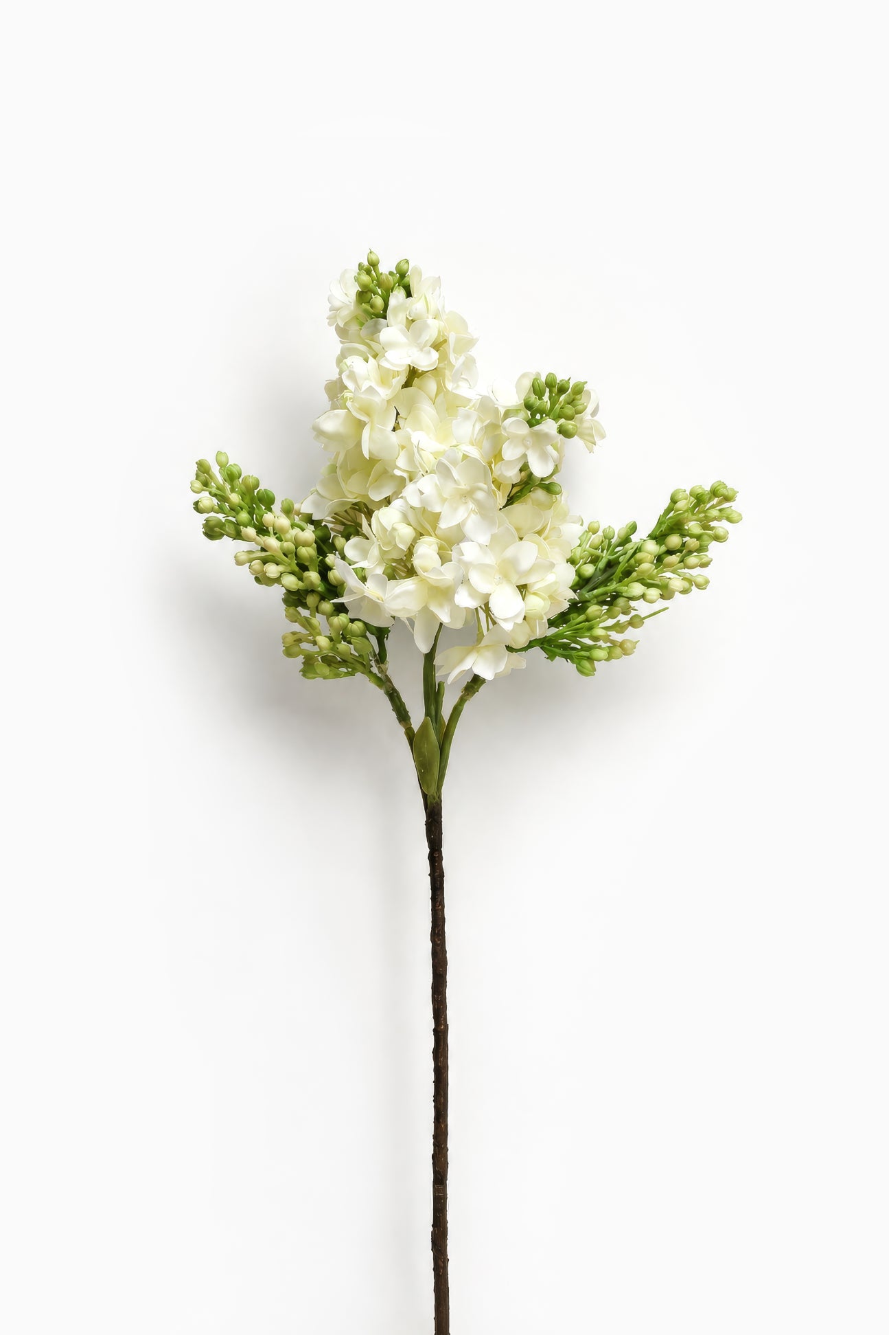 White Budding Lilac