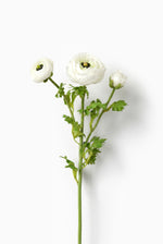 White Ranunculus Deluxe