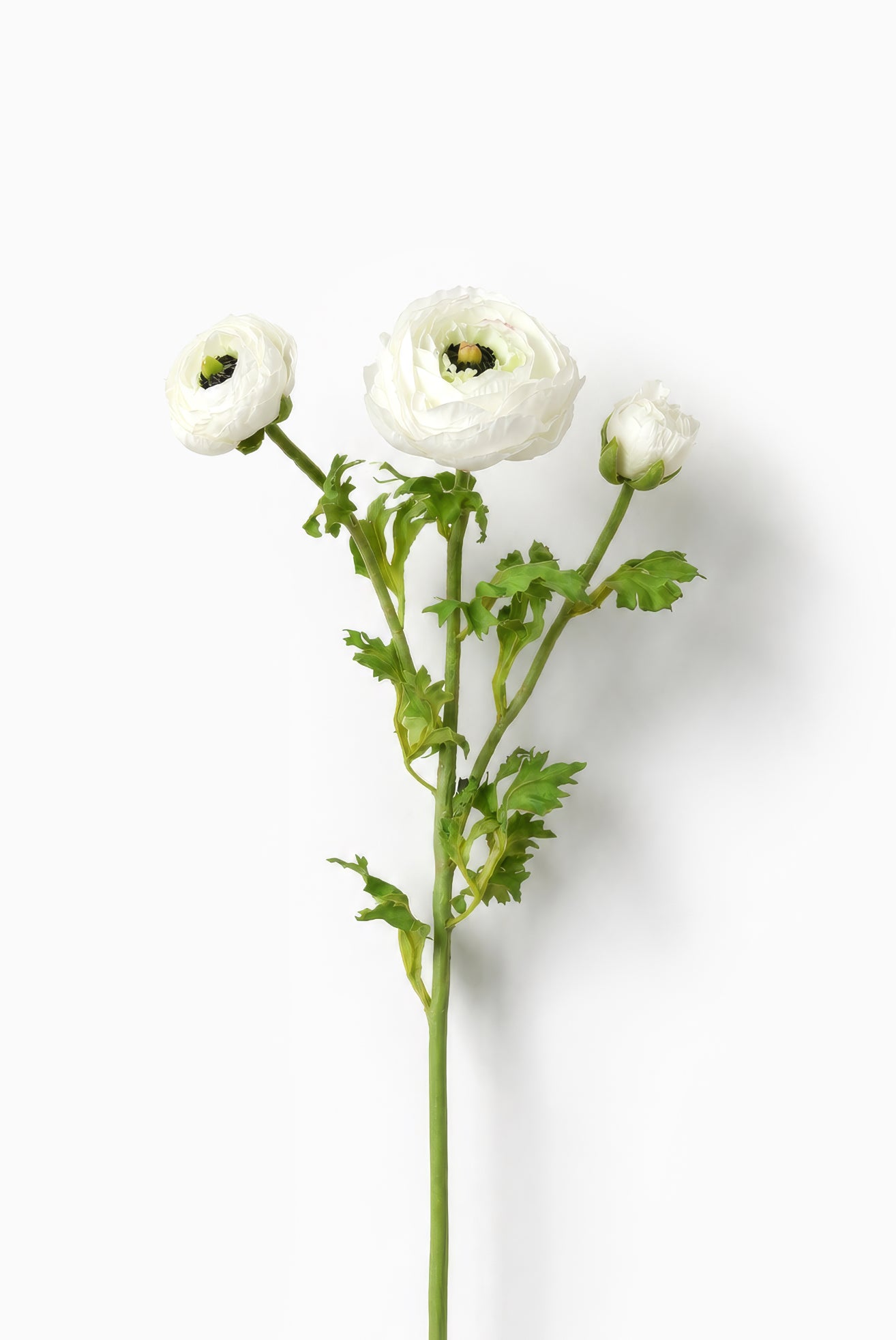 White Ranunculus Deluxe