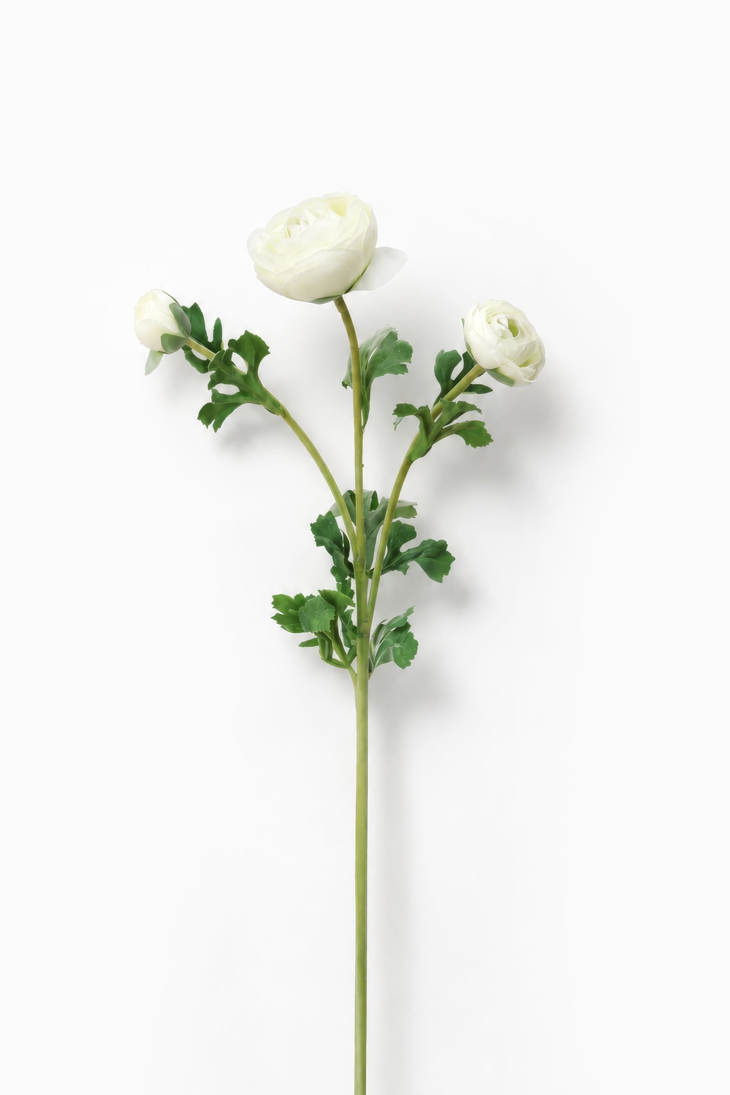 White Ranunculus Spray