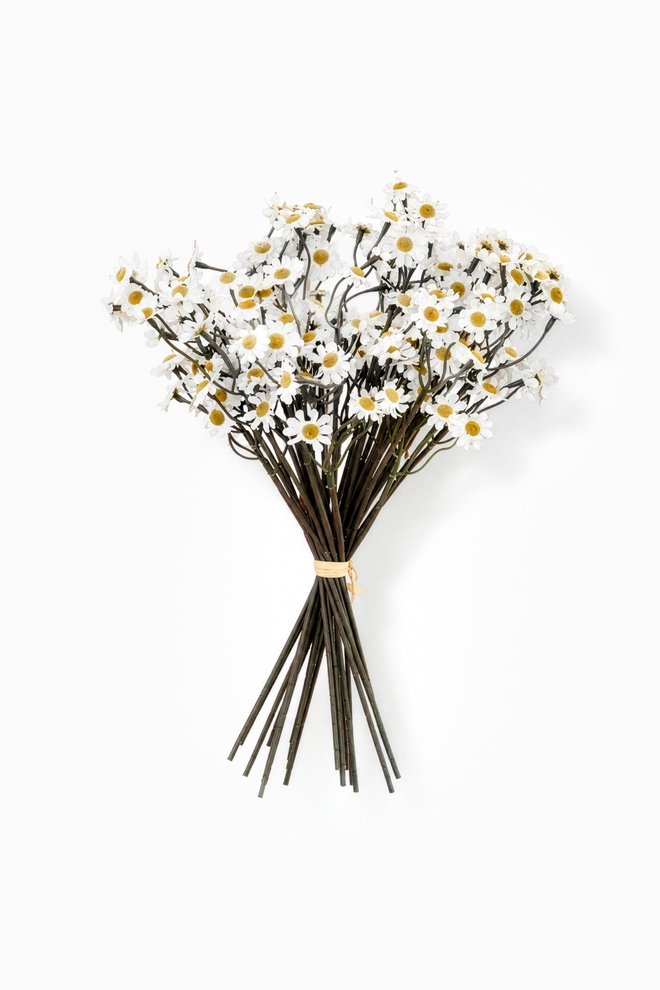 Bouquet of white daisy flowers with green stems on a white background