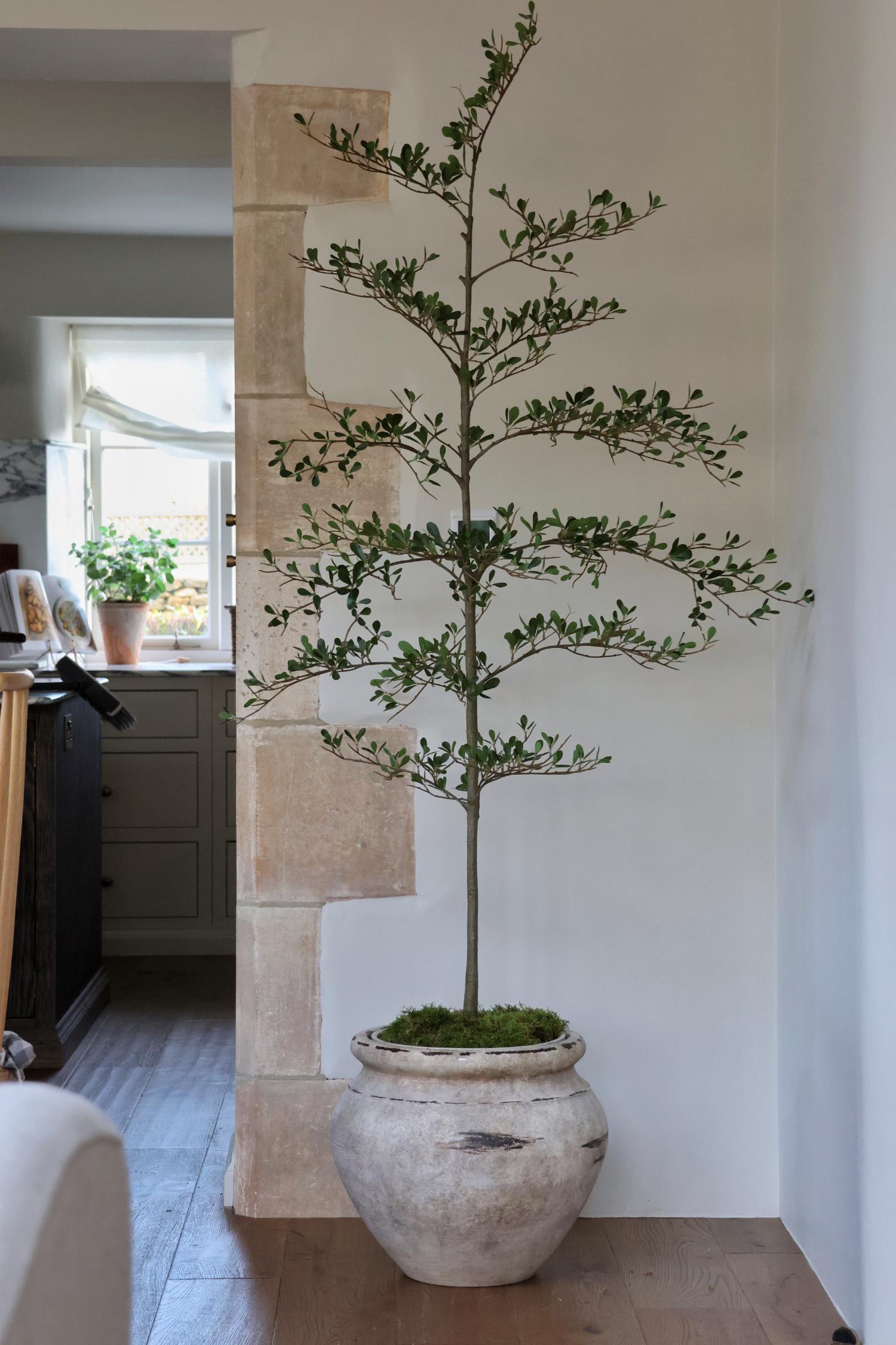 Potted faux black olive tree in a room with a stone wall and window