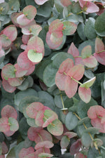close up of blush eucalyptus artificial stems