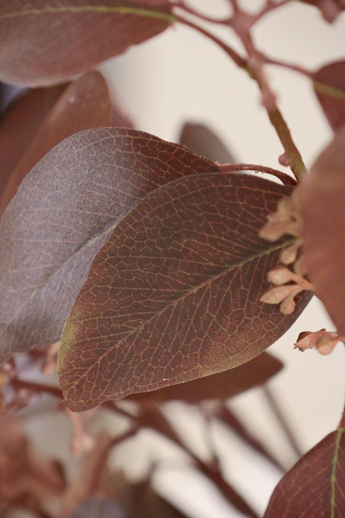 burgundy eucalyptus leaf showing veining and colour variation of the leaf in detail on a blurred background 