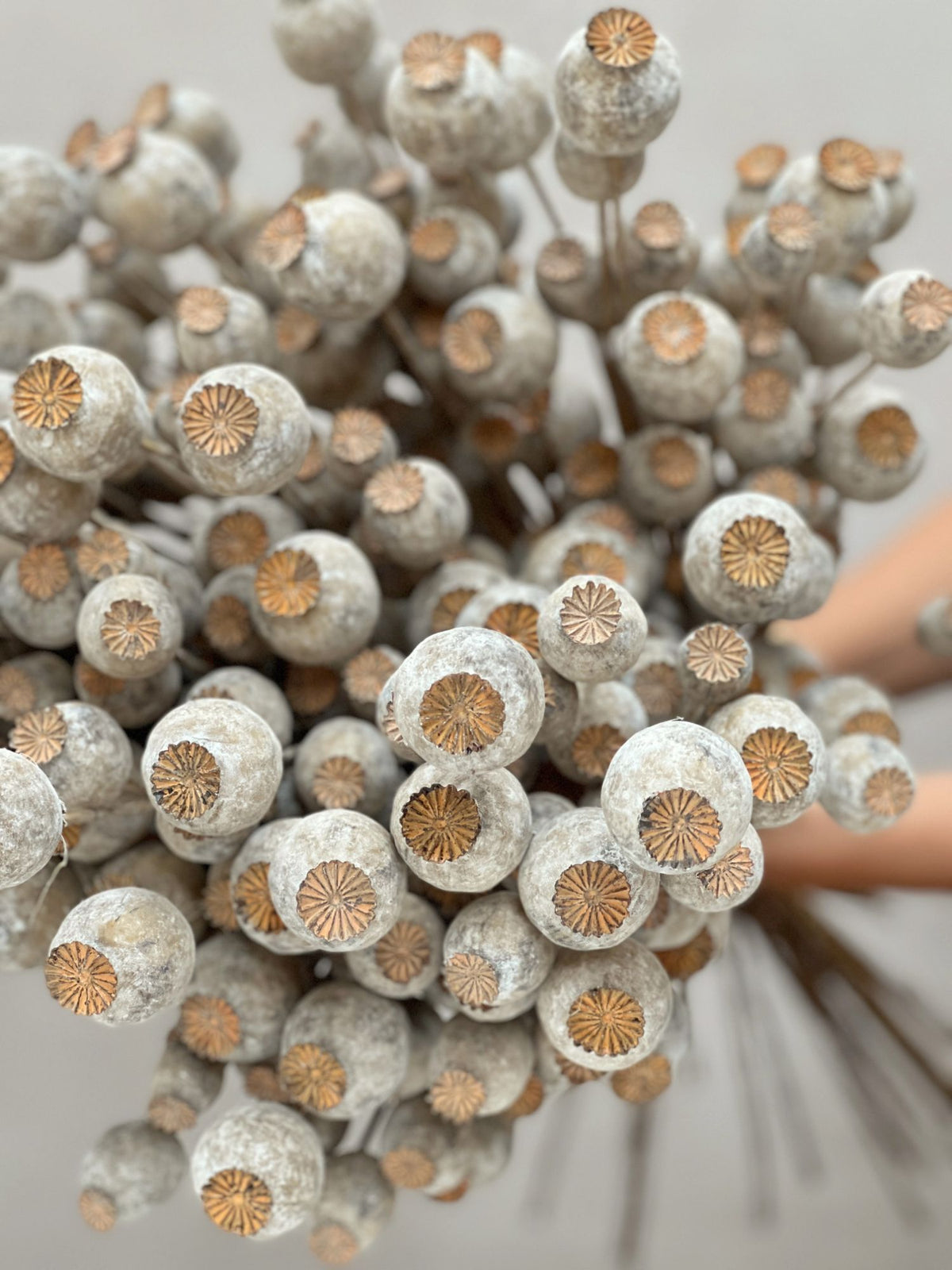 Bouquet of artificial dried poppy heads flowers with brown centers held by a hand against a neutral background