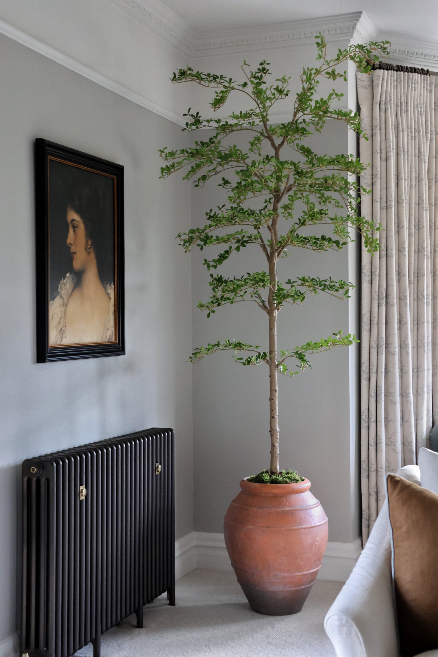 Potted artificial black olive tree in terracotta pot in a room with a radiator and a painting on the wall.