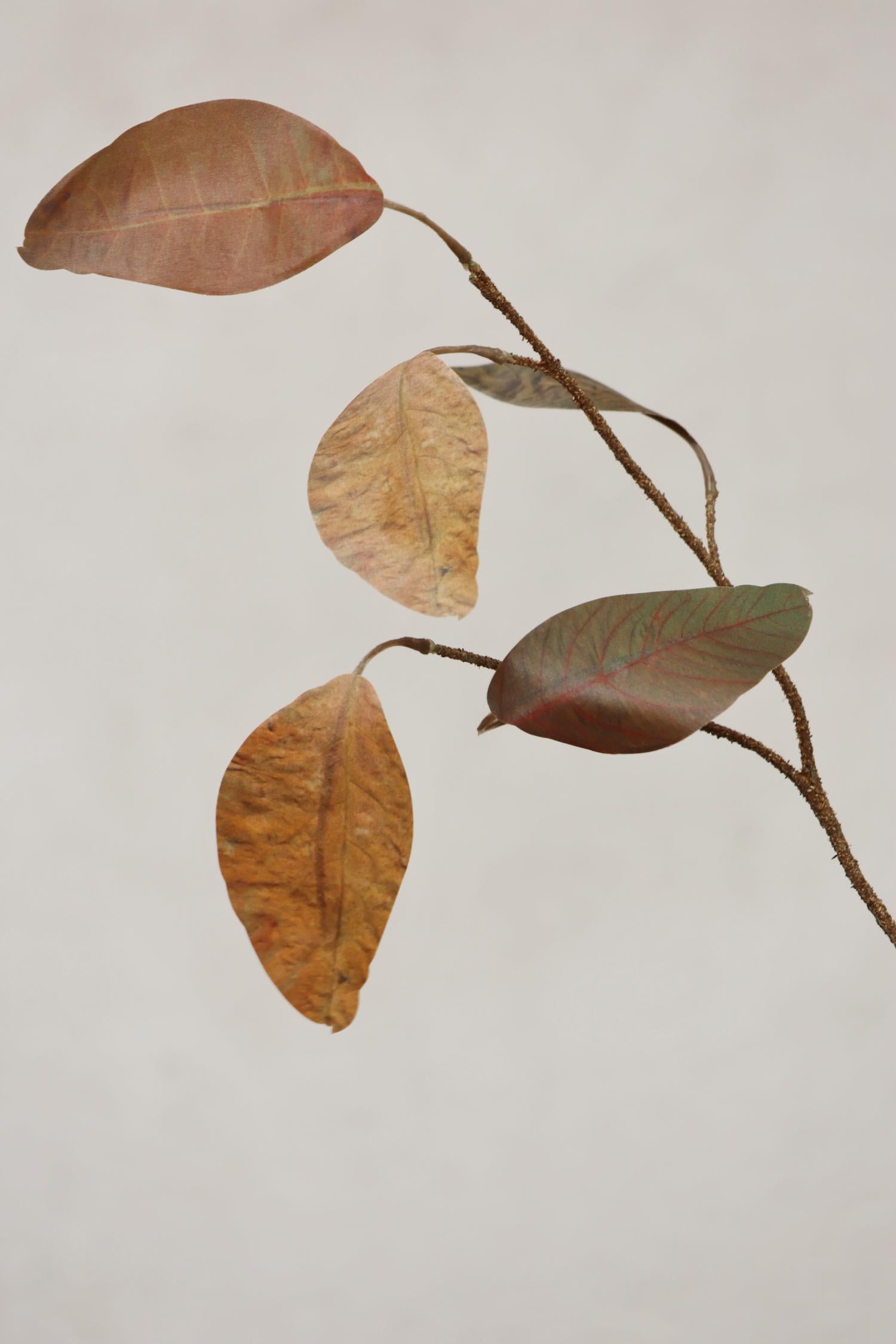 Dried look autumn leaves on a branch against a plain background
