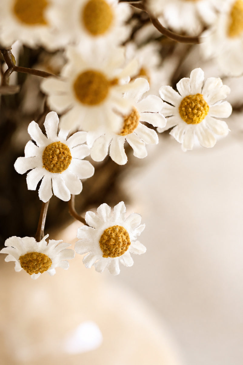 Close-up of white daisy flowers with yellow centers on a blurred background