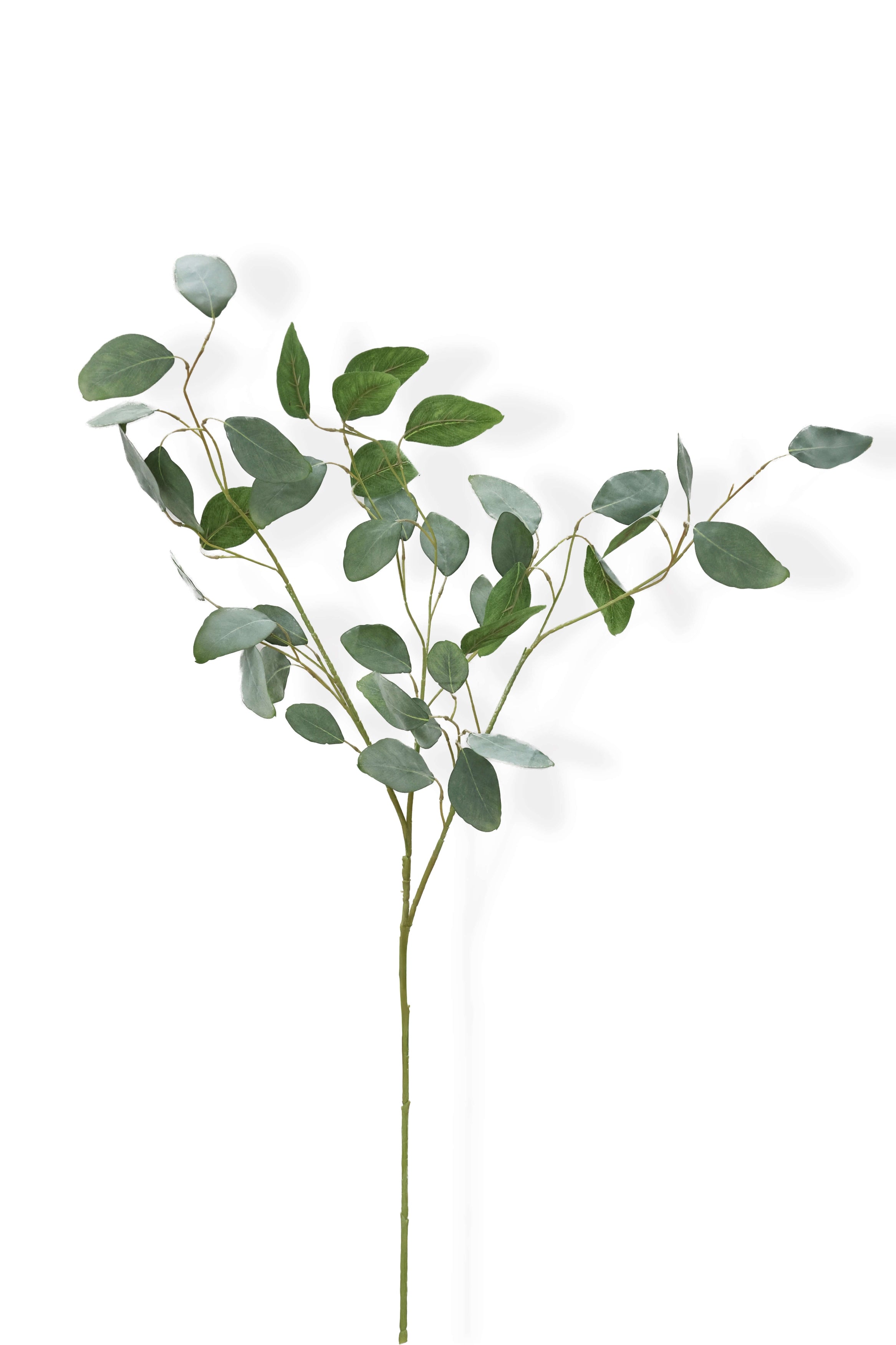 Artificial eucalyptus branch on a white background