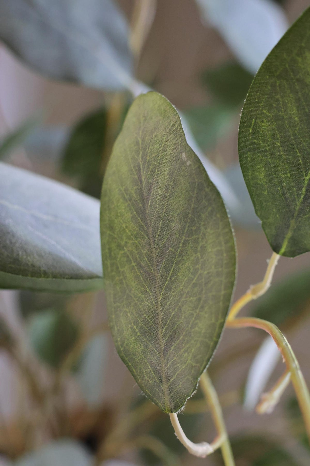 close up of a veined green eucalyptus artficial leaf