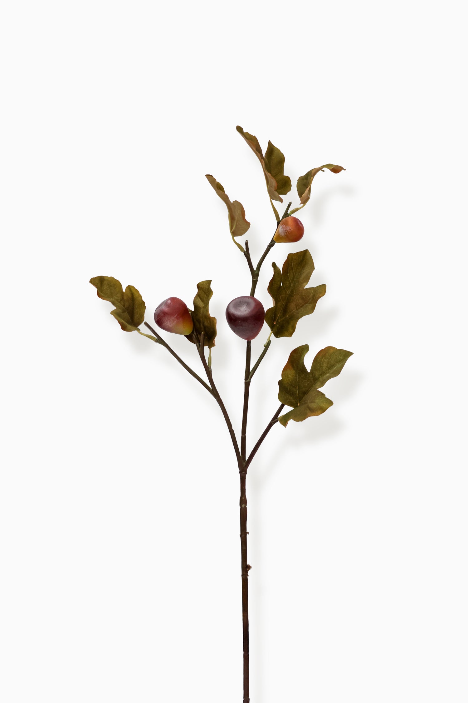 Artificial Fig branch with autumn leaves on a white background 