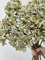 faux dried green hydrangea close up of petals