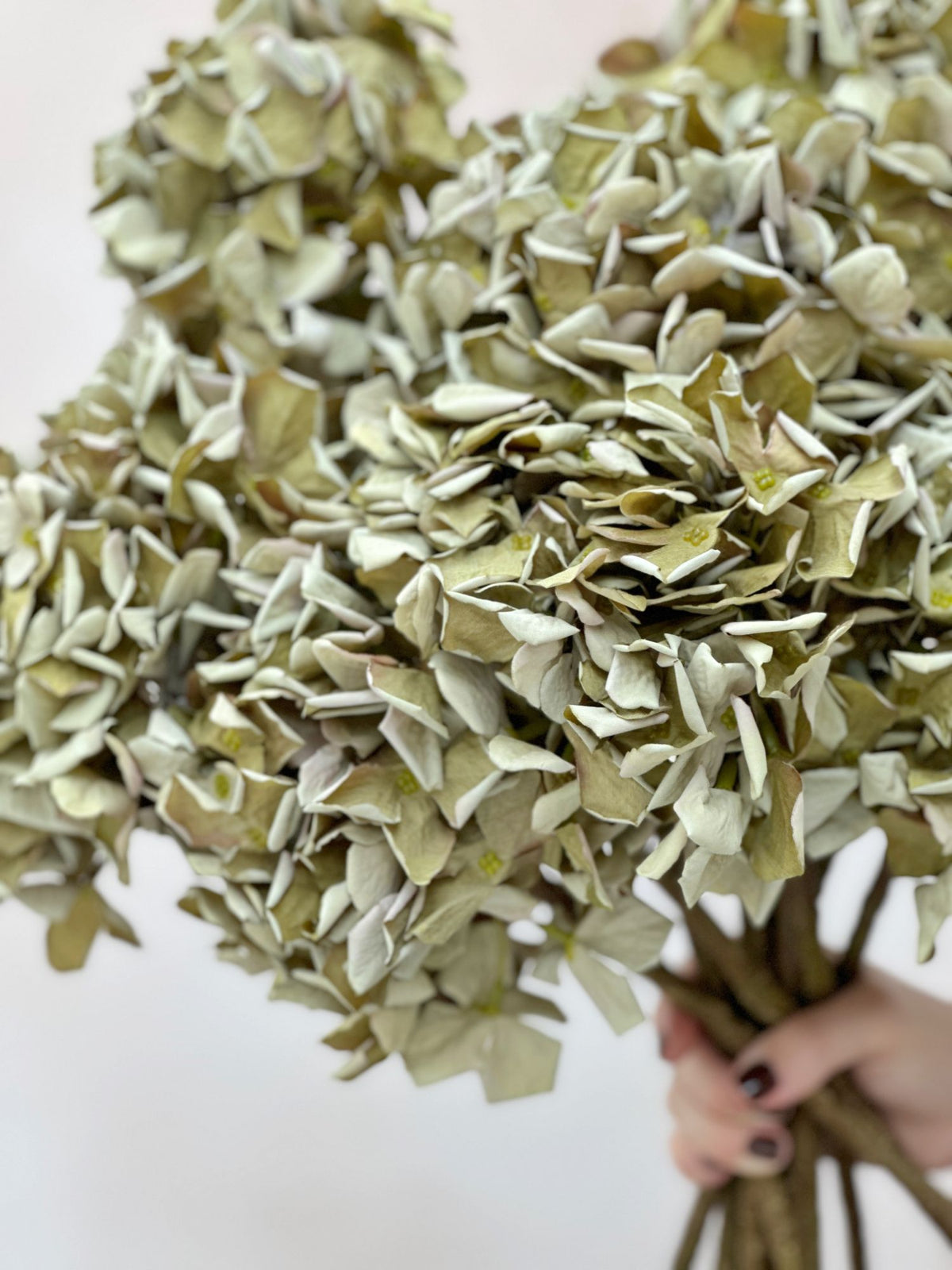 faux dried green hydrangea close up of petals